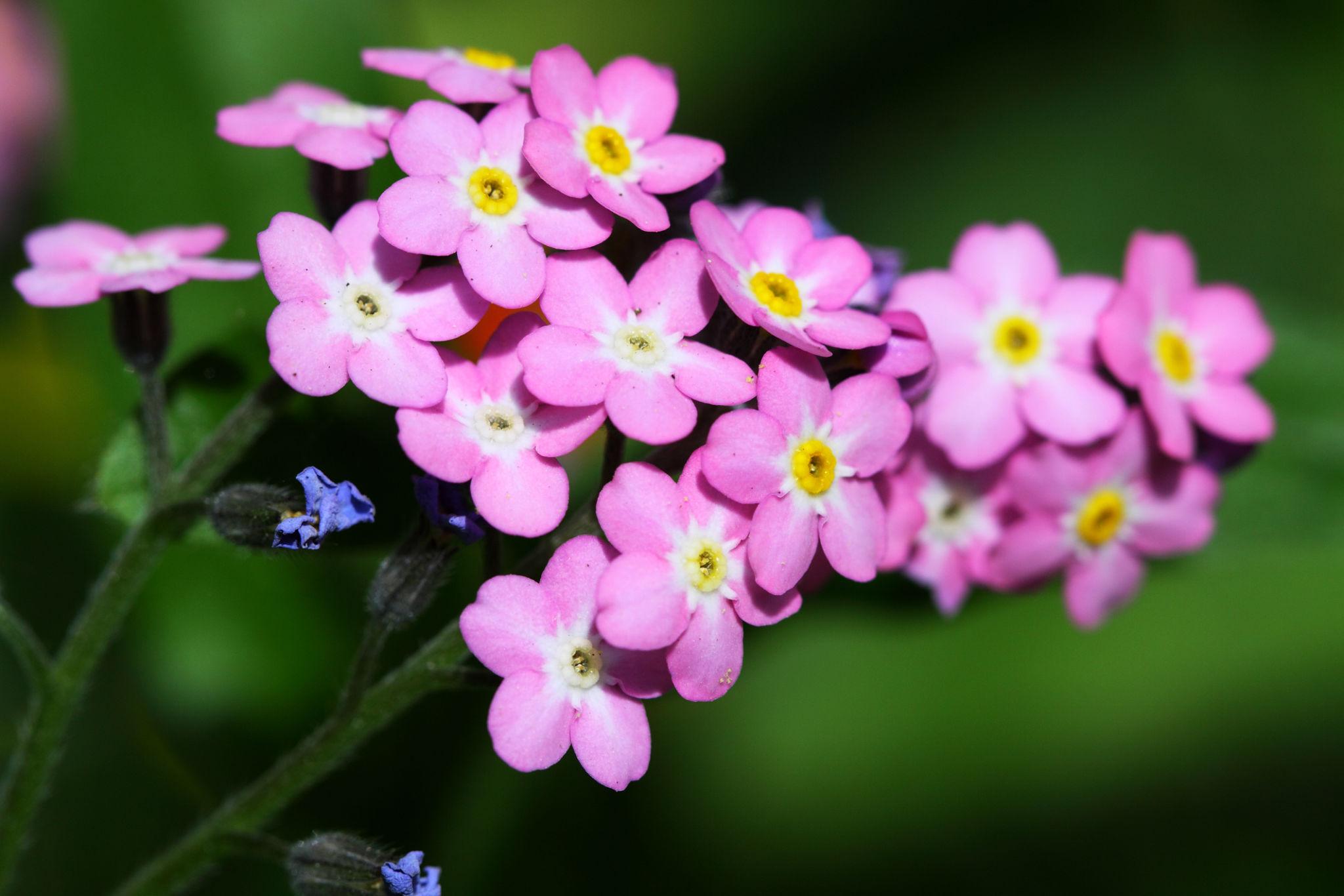 forget me not